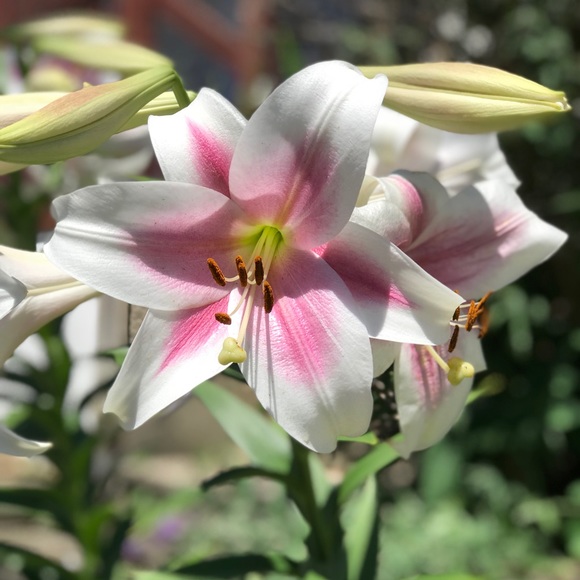 Meet your Posher, Samantha - Picture 1 of 1